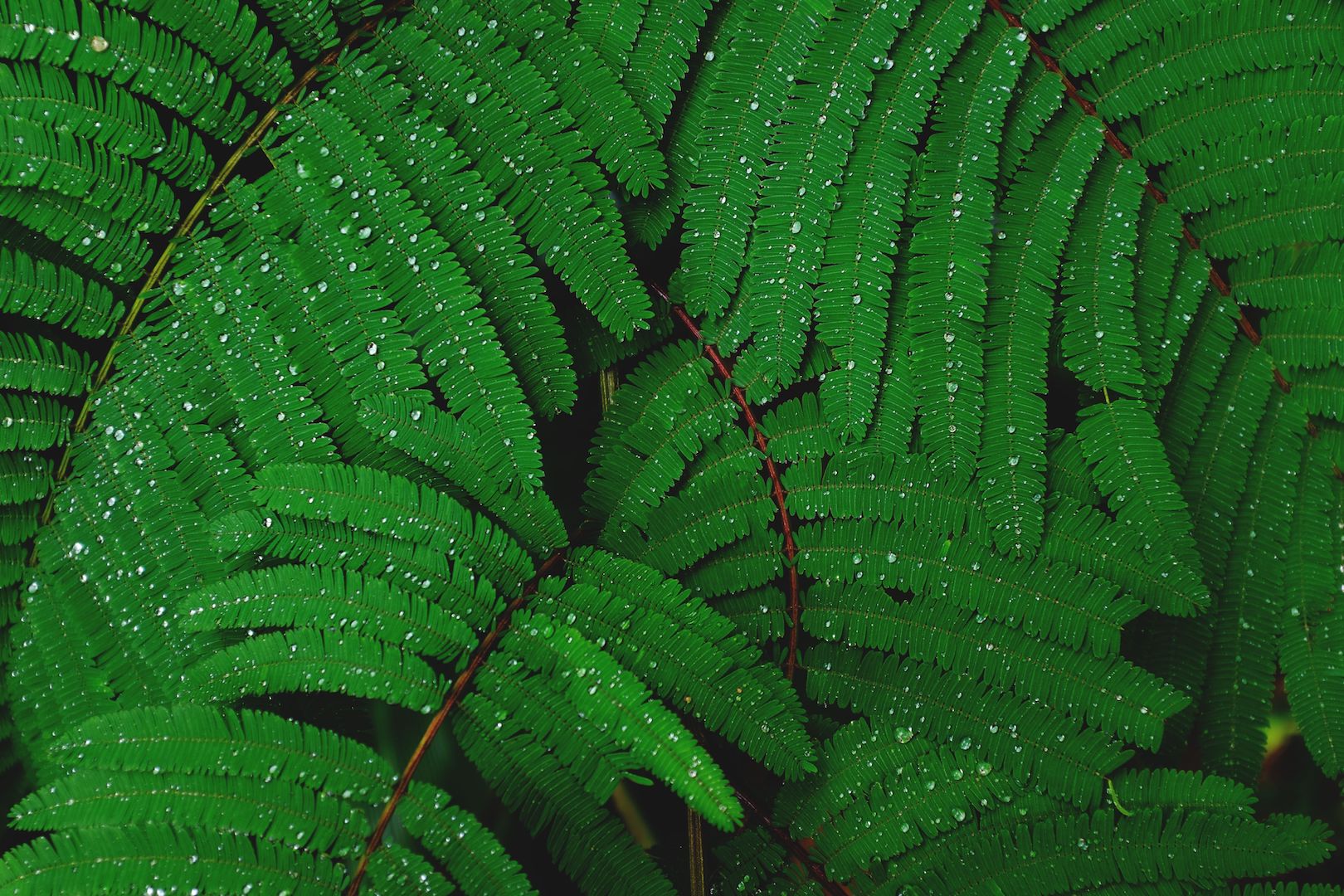 Green leaves