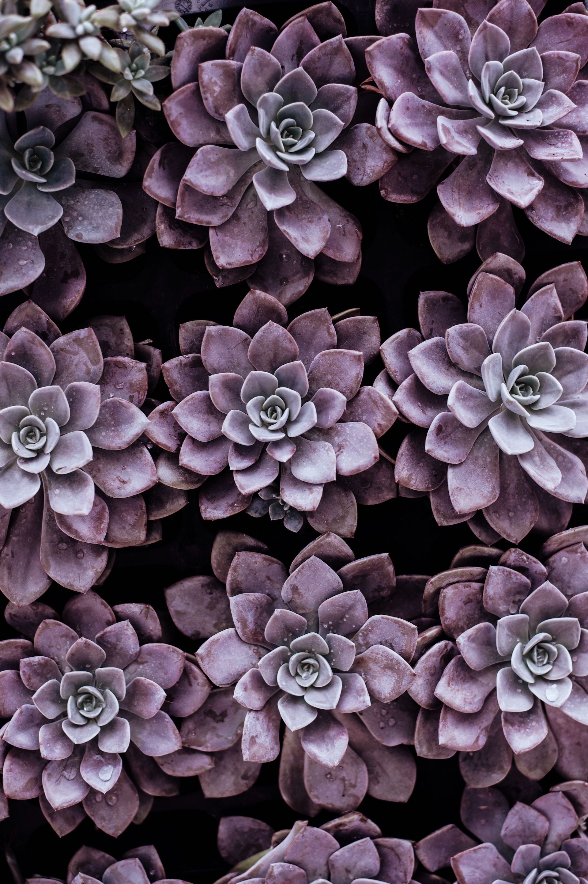 Purple succulents